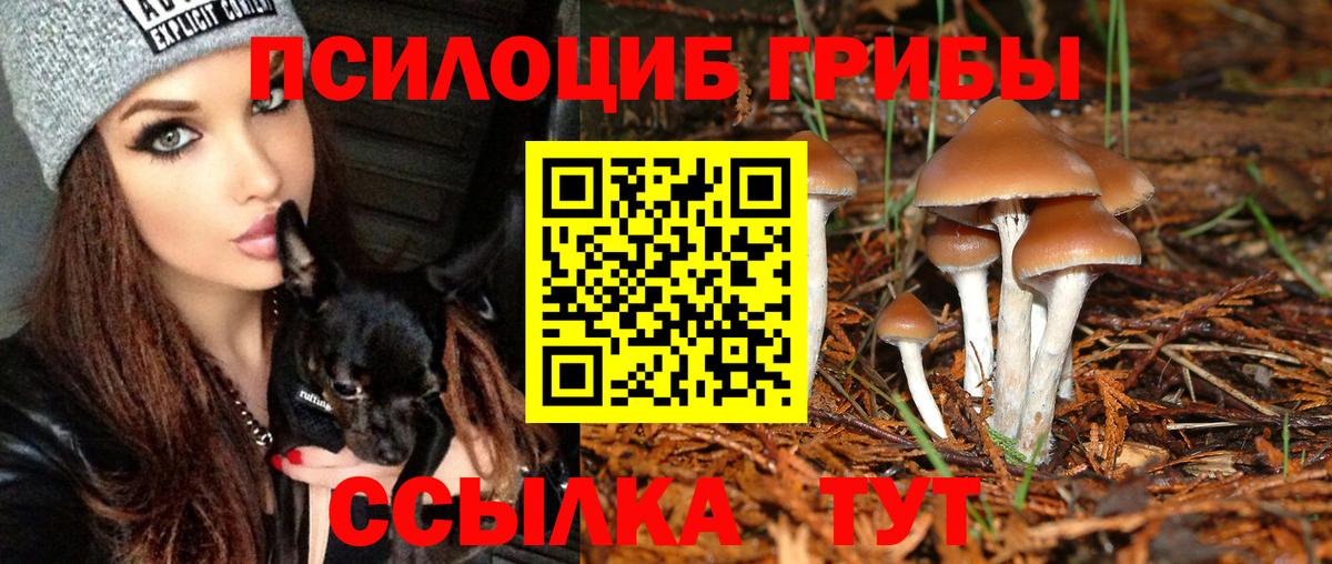 Галлюциногенные грибы Psilocybine cubensis Балтийск